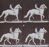 Image: A sequence of photographs taken by Eadweard Muybridge in 1884-1885 of a nude male horse rider